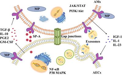 Frontiers | Interaction Between Alveolar Macrophages And Epithelial ...